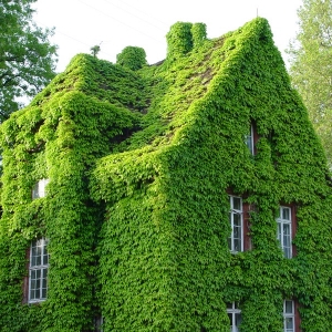 Een groen huis, vanbuiten én vanbinnen